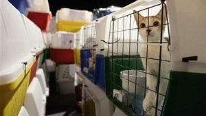 Airline Animal Transport Costs