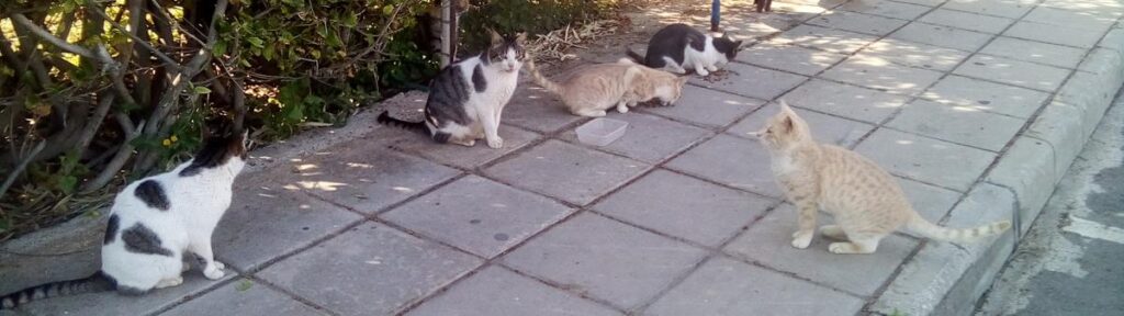 Spenden fuer Zypern Katzen