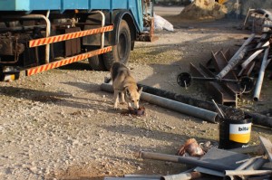 paralimni dog pound 800 533