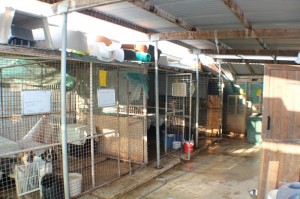 paralimni dog pound 800 533 02