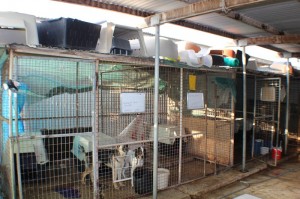 paralimni dog pound 800 533 03