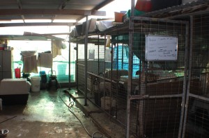 paralimni dog pound 800 533 04