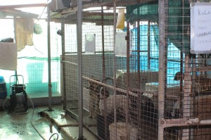 paralimni dog pound 800 533 05