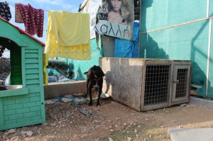 paralimni dog pound 800 533 06